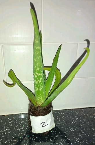 Established baby aloe vera - established,