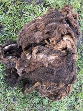Soay Ewe Whole Fleece/ Wool