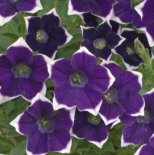 Petunia trailing cascadias - cascadias, rim