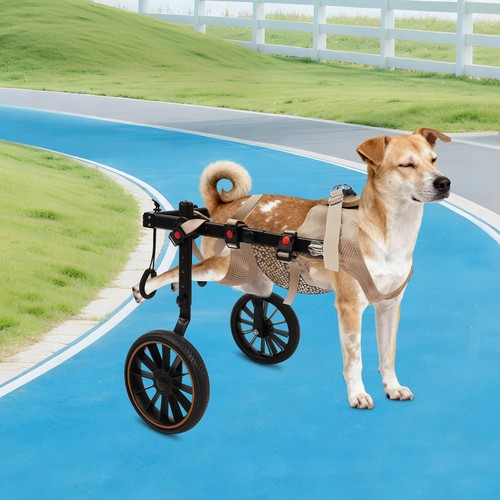 Xxl size pet rehabilitation - pet,