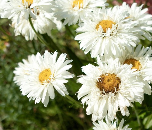 300x crazy daisy eyed - crazy, ox-eyed