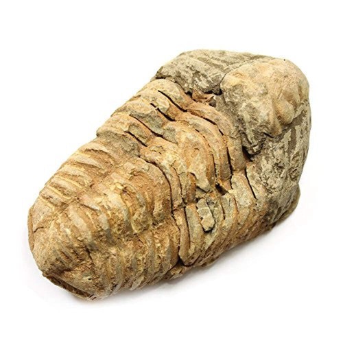 Calymene trilobite fossil - calymene,