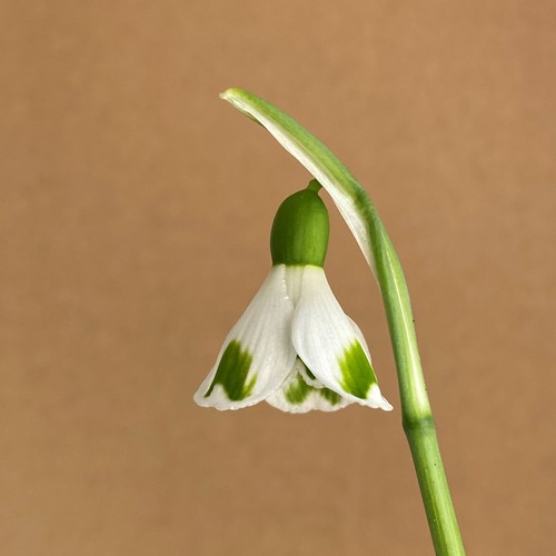 Galanthus plicatus trym - galanthus,