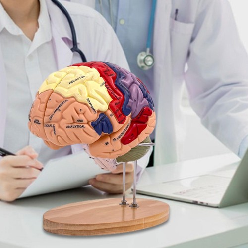 Human brain model educational - brain,