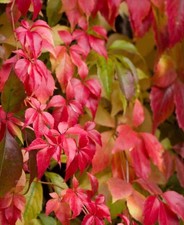 Parthenocissus quinquefolia