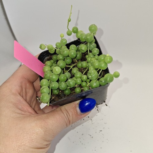 String pearls senecio - of,
