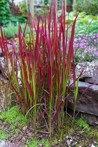 Red hook sedge ornamental - red,