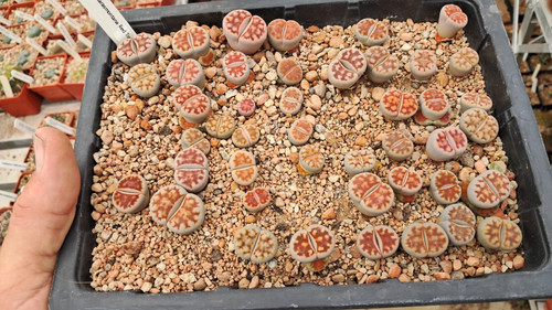 Lithops karasmontana red top - karasmontana, "red