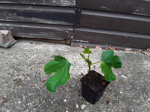 Ficus carica hardy edible - carica, –