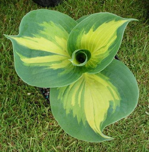 Hosta dream weaver garden - hosta,