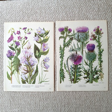 Bellflower Thistle Flower