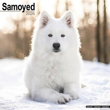Samoyed 2026 Calendar  Square Wall Calendar  Dog Breed Gift  Plastic Free Packag