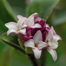 Daphne 'Perfume Princess