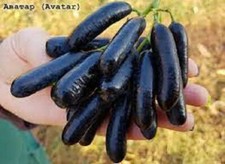 Avatar ? SEEDLESS GRAPE VINE- 2 unrooted cuttings for rooting or grafting
