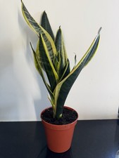 Sansevieria Snake Plant Large