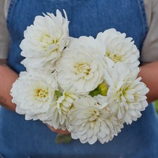 Dahlia Tuber - Peace Pact -