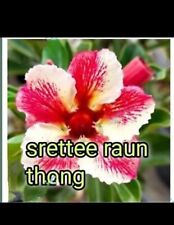 3 Desert Rose seeds Adenium Obesum SRETEERAUN TONG Colors  Flower Plant Seeds UK