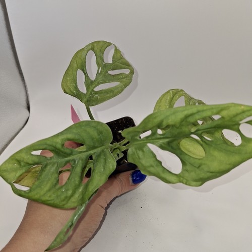 Monstera adansonii monkey mask - adansonii,