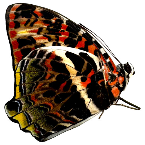 The glorious begum - the, butterfly