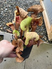 Sarracenia ‘ Peaches‘ from