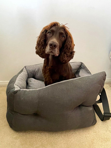 Funny fuzzy car dog - dog, bed