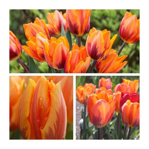 Princess irene tulips - irene,