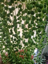 6 string of pearls cuttings