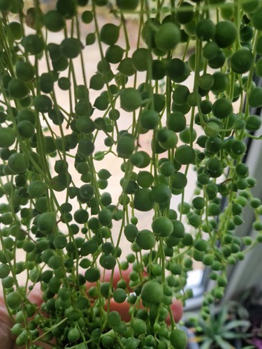 String pearls cuttings - of,