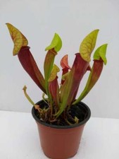 SARRACENIA 'MIEKE'