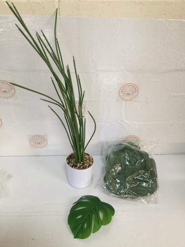 Swiss cheese plant monstera - swiss,