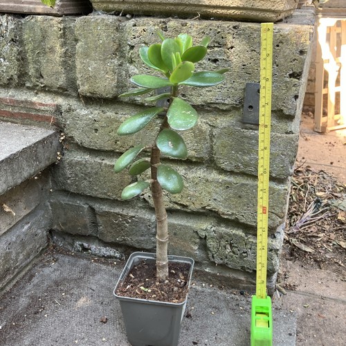 30cm jade money plant trees - 30cm,