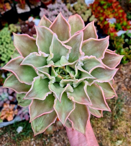 Echeveria madiba pink - echeveria,