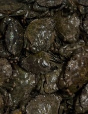 40 Frozen Devon Peeler Crab