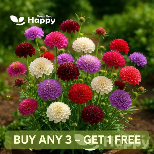 Pincushion flower double dwarf - flower,