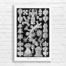 Vintage Botanical Gorgonidae