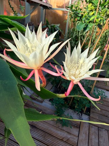 Epiphyllum orchid fragrance - orchid,