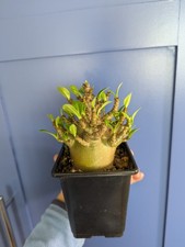 Adenium Arabicum /Desert Rose/