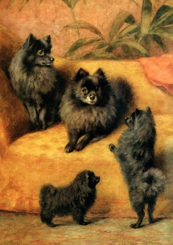 Pomeranian dog greeting card - pomeranian,