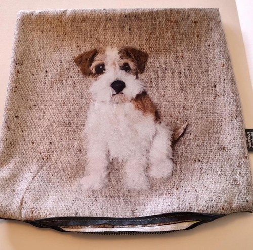 Rough jack russell terrier - russell,