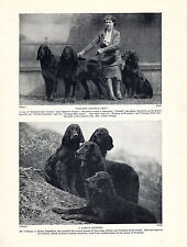 GORDON SETTER LADY AND NAMED DOGS OLD ORIGINAL DOG PRINT FROM 1934