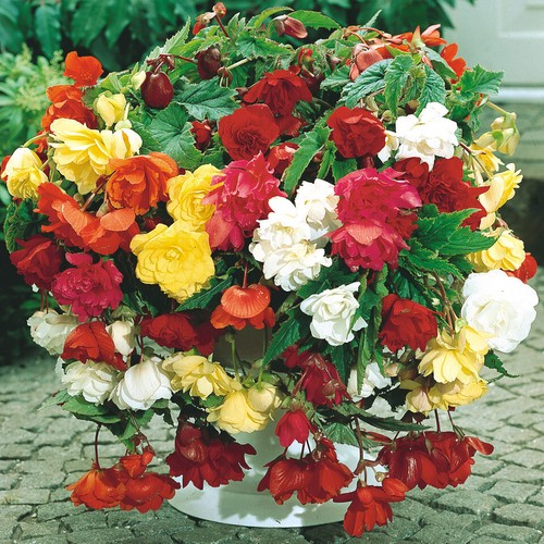 Begonia pendula mixed large - mixed,