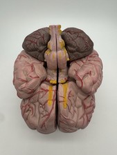 Anatomically Accurate 8 Part