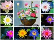 30 Mixed Color Bowl Lotus