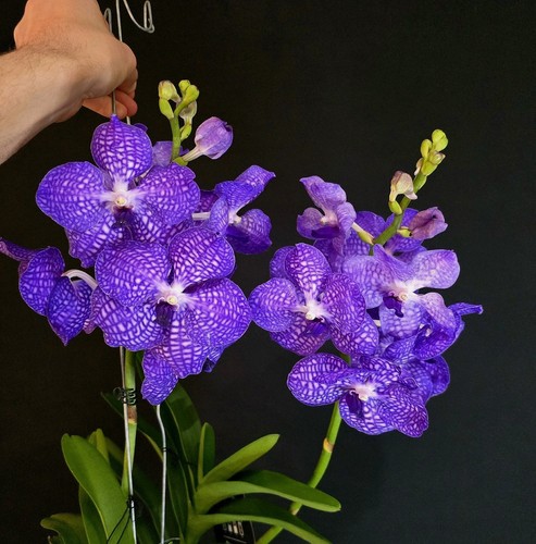 Vanda new blue - almost,