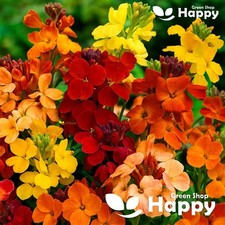 Wallflower Tall - Fair Lady -