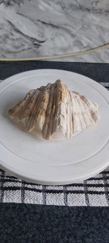 Large tridacna half clam - clam, shell
