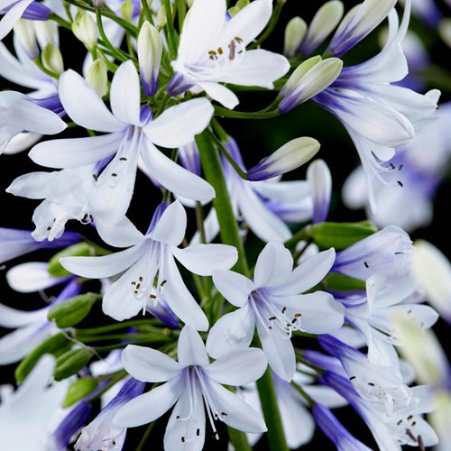 Agapanthus fireworks x 3 - agapanthus, 2