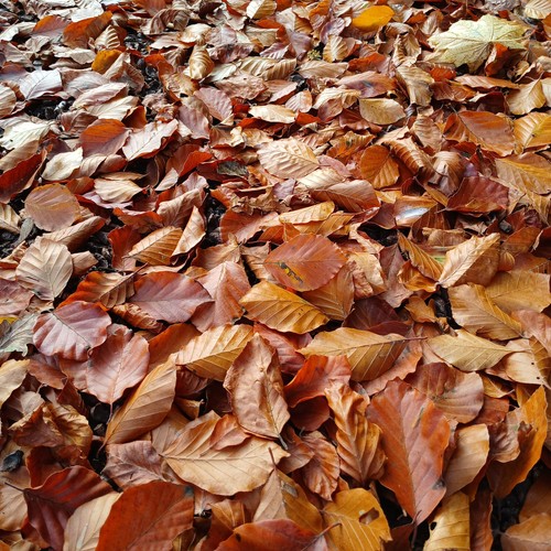 Organic dried beech leaves - dried,