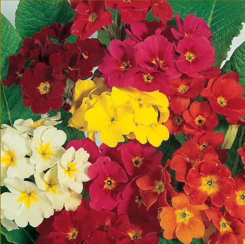 Polyanthus dobies superb mixed - dobies,