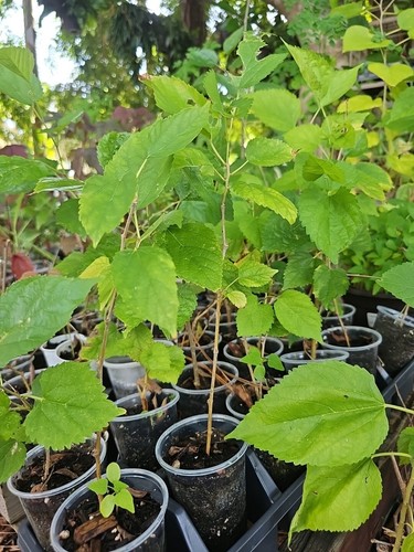 Dwarf black mulberry morus - dwarf,